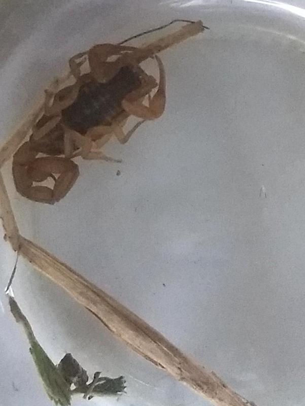 Picadura escorpion