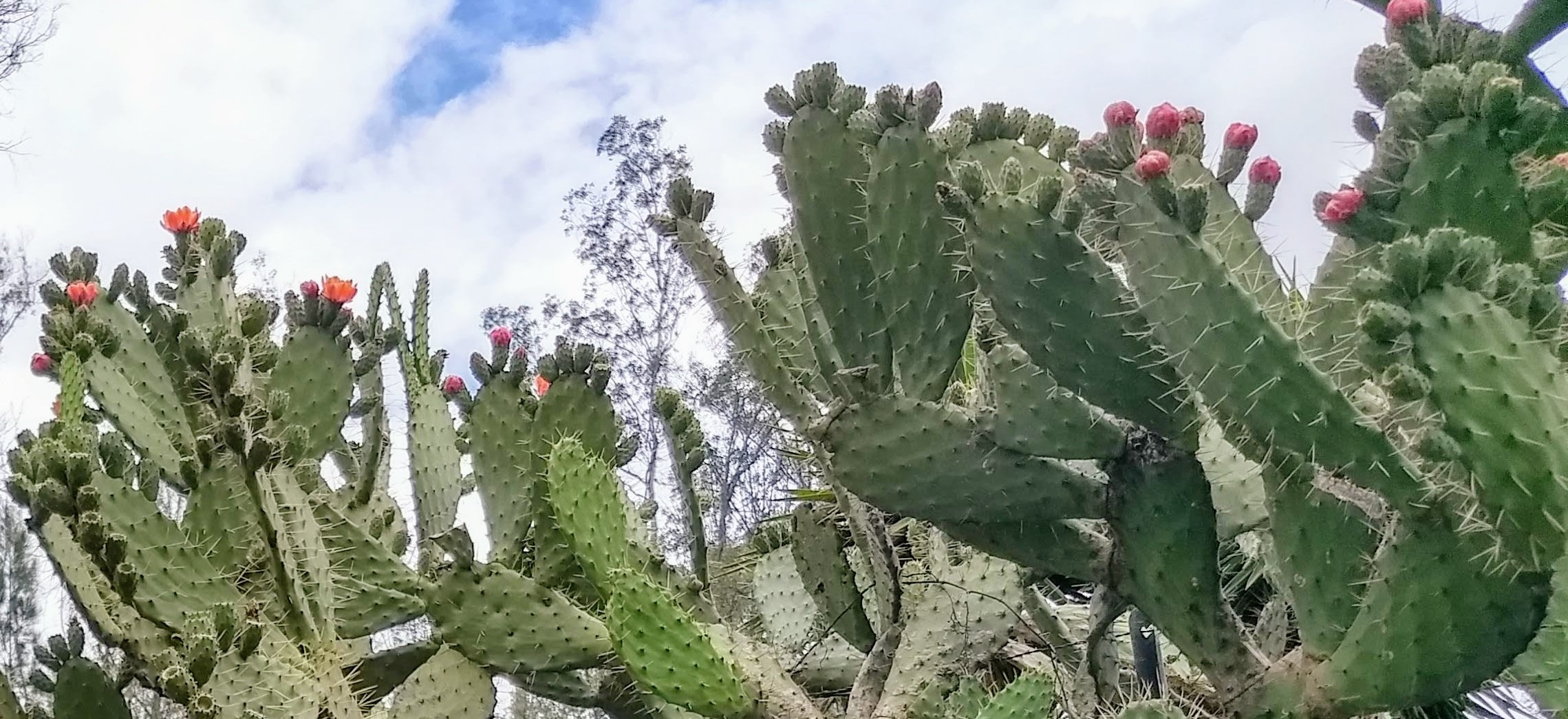 Prickly pears