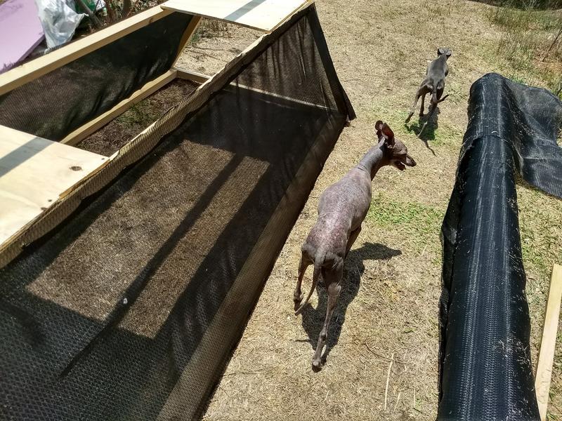 Chicken tractor