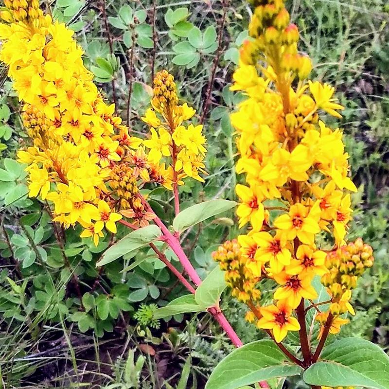 More flowers of Mexico