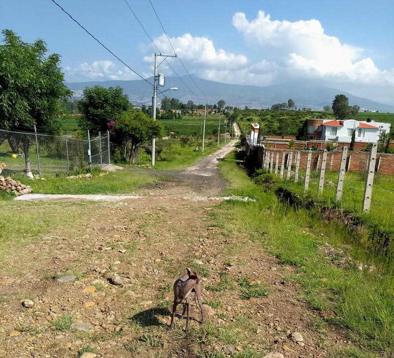 Crossing the border with pets