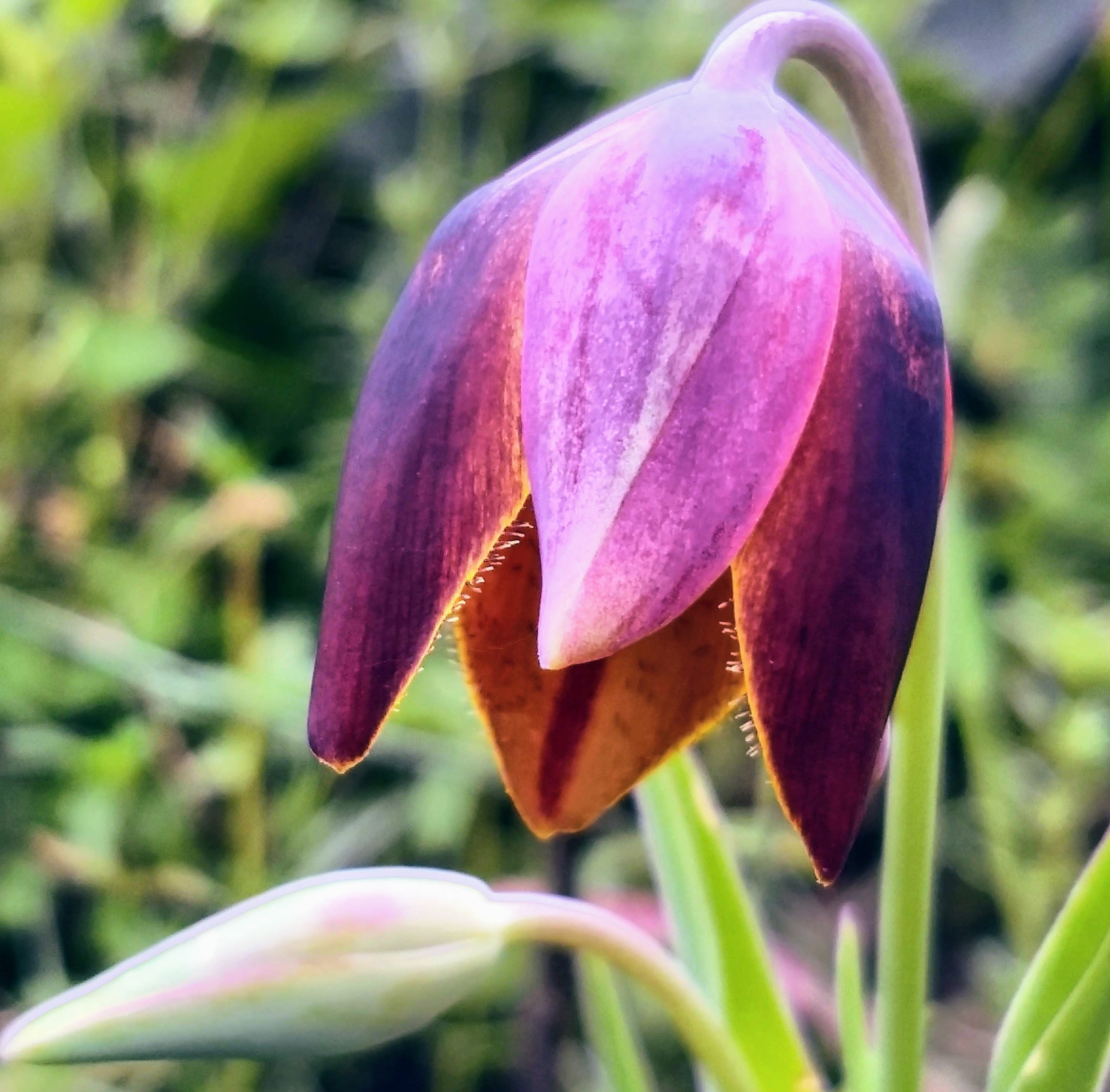 flowers-of-mexico