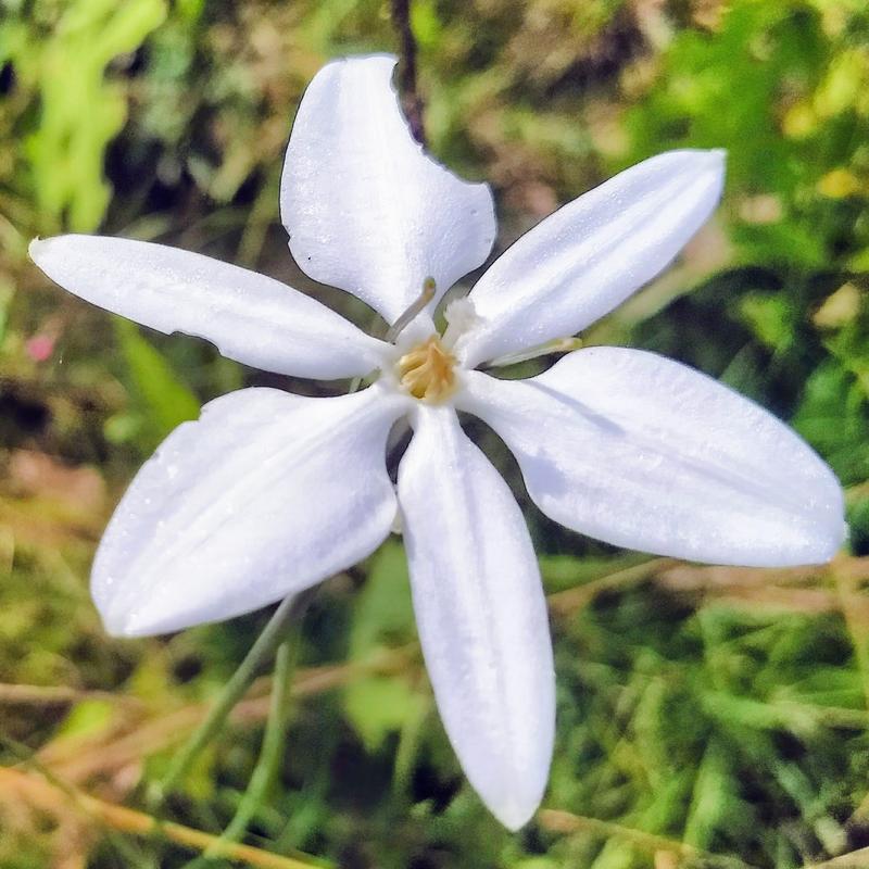 Flowers of Mexico