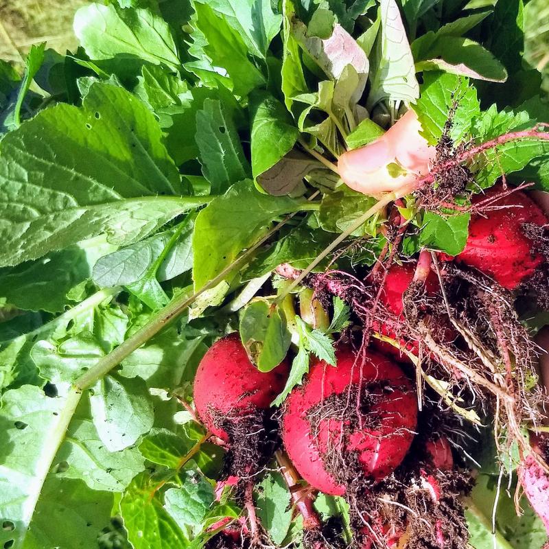 Night of the Living Radishes