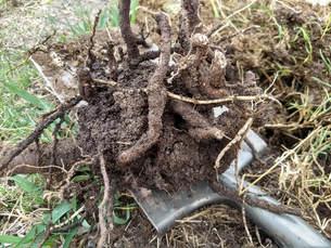 Root bound