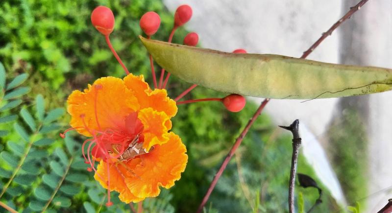 Butterfly food and babies