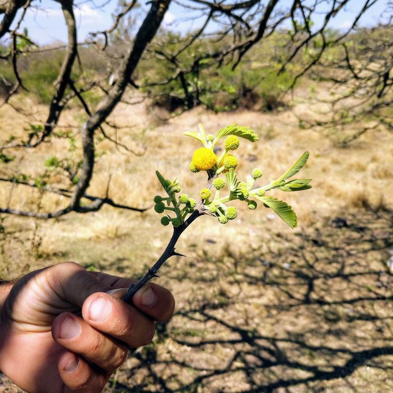 Thorns and loss