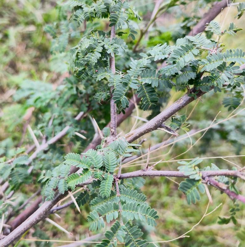 Dry season thorns